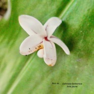 Ochrosia borbonica.bois jaune ( fleur ).apocynaceae.endémique Réunion Maurice..jpeg